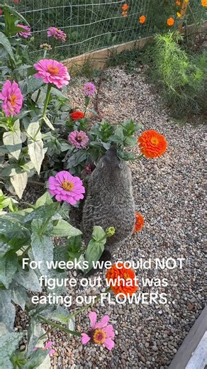 What’s Eating Our Flowers: A Garden Mystery Unveiled!