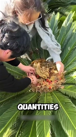 The Beautiful but Deadly Cycas Fruit🤯 #short #beautiful #fruit #farming #viral #facts