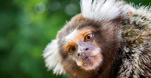 Fluffy Monkeys: The 6 Fluffiest Monkeys in the World