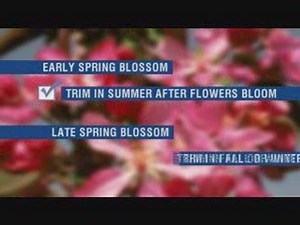 How to Prune and Trim a Tree - Do It Yourself