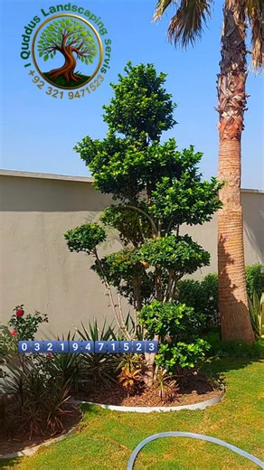 13 reactions | Al Quddus Landscaping Service on Reels | Facebook