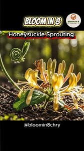 Timelapse Magic: A Honeysuckle’s 8 Second Bloom #shorts #flowers #timelapse #nature