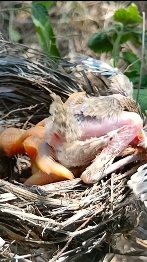 Cuckoo baby was throwing the baby out of the nest and baby ran away out of fear (p1)#viral #trending
