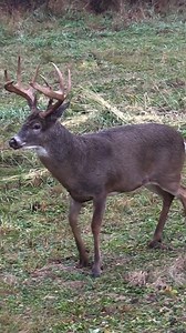 3.1M views · 72K reactions | MASSIVE Wisconsin archery buck in the rain for Dustin McAloon! ️歷 Watch the full hunt on YouTube at the link in bio. // Beast Broadheads Dialed Archery Bowmar Archery GAS Bowstrings B3 Archery Jr's Suppression Systems Zinger Fletches // #HUNTWORX #bigbuck #whitetail #bowhunting | HuntWorx | Facebook