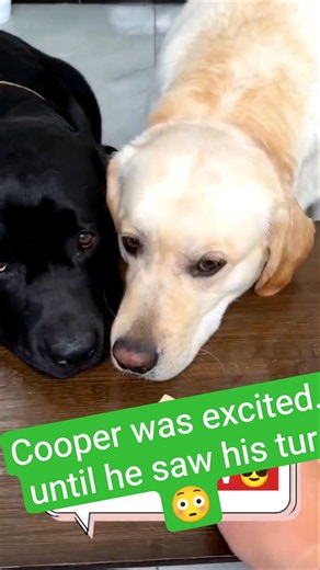 Cooper vs Casper | Giant Watermelon Challenge Gone Wrong! 🍉😂 #Dogs #Pets #Shorts#viral#youtubeshorts