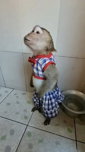 123K views · 2.2K reactions | Best Funny Video Monkey #facebookviral #facebookpost #model #fbreelsfypシ゚viralfbreelsfypシ゚viral | US Monkey Gorilla | Facebook