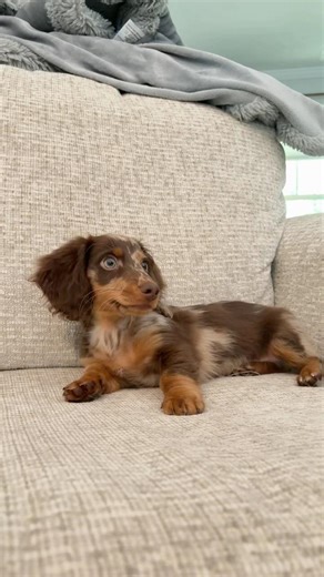 Doxie Math