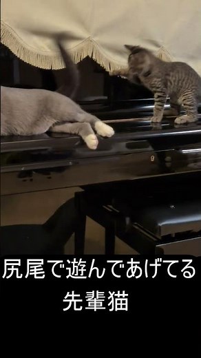 自分の尻尾を最強の猫じゃらしとして使うプロの先輩猫 #猫のいる暮らし #子ネコ