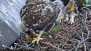 5.1K views · 345 reactions | Have your eyes ever been bigger than your stomach? After feeding on a partial chipmunk, one of the nestlings from the Cornell Hawks nest attempts to swallow the rest of its meal whole but can't quite get it done. Watch the nestlings grow LIVE  AllAboutBirds.org/CornellHawks | Bird Cams | Facebook