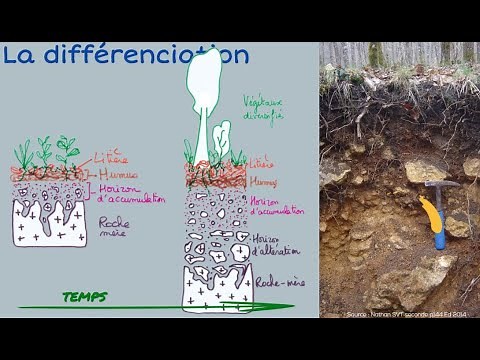 The soil and its formation