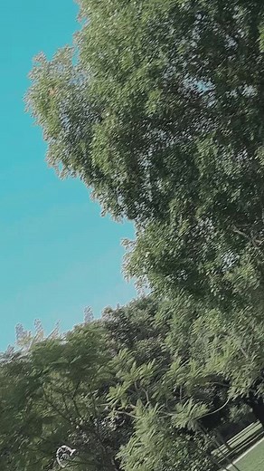 sadaf collection dresses, 👗👗#sochseyzyaadaa #sadlog #foryou #foryoupage @MODERN.RANJHA