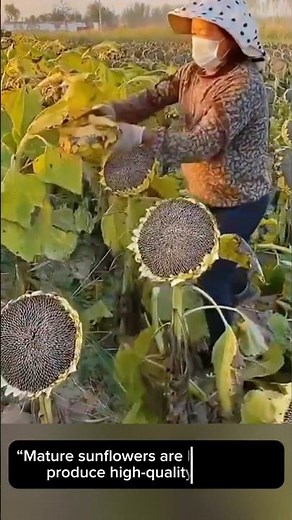 Sunflower Harvest 🌻 Ready for Quality Seeds!