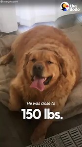 28M views · 607K reactions | 150-pound golden retriever loses 60 pounds and can't stop wagging his tail  | The Dodo | Facebook