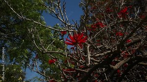 Striking Red Flowered Tree Sunny Day Southern California Stock Video