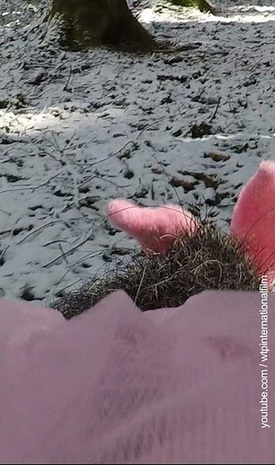 Lustige Videos - Lustige Tiere - Die Ostersau - Frohe Ostern