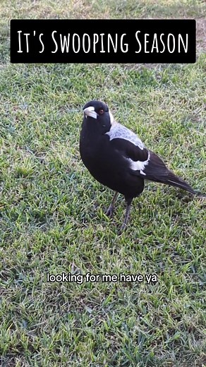 Beware of Cheeky Magpies - Funny Compilation