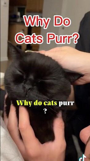 Why Do Cats Purr? The Truth Might Surprise You 😺