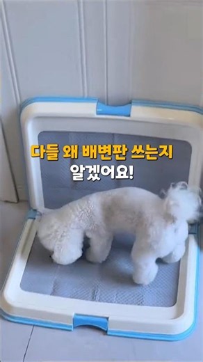 왜 다들 배변판 쓰는지 알겠더라고요 🐶 #강아지배변판 #배변훈련 #강아지용품
