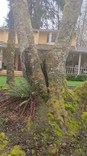 split red alder tree dismantle/ removal. Wood chips stay for mulch.Firewood to charity.