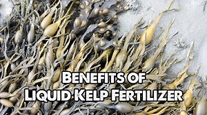 The Many Benefits of Liquid Kelp Fertilizer