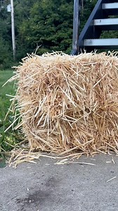 This comes out so cute! (Easy fall decor) | Leon & LaCongo