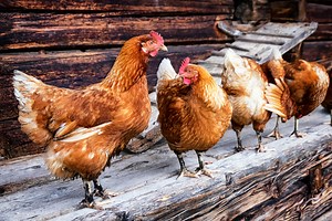 Chicken Breeds That Can Handle Cold Temperatures with Ease