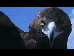 DUSTY - Sky & Soil (Official Music Video)