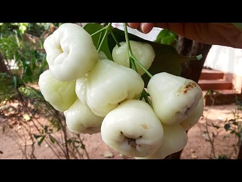 Water Apple/jamrul,Java Apple,Jambu, wax Apple, "Syzygium samarangense" Jamrul, Rose Apple in Hindi