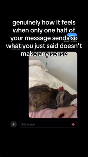Kitty Reacts: The Weirdness When Half Your Message Sends