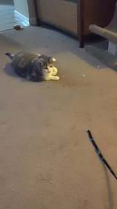 42 reactions · 4 comments | She loves to play with a string 藍❤️ | ADDgamer | Facebook