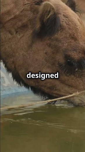 How do camels survive in the desert without water?
