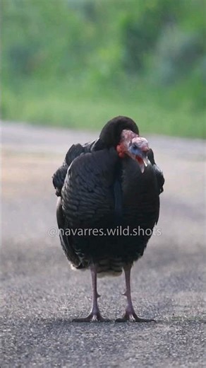 Hear the Funny Turkey Calls!