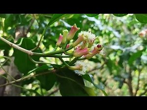 Clove Harvesting and Processing