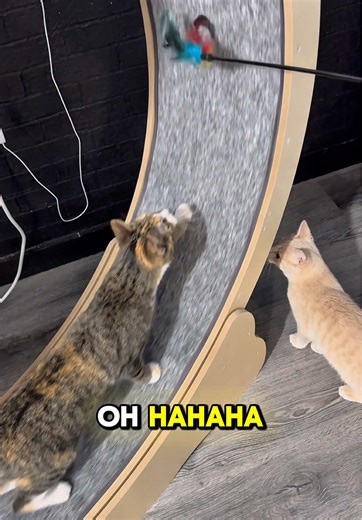 How Fast Can Cats Learn to Use a Treadmill?