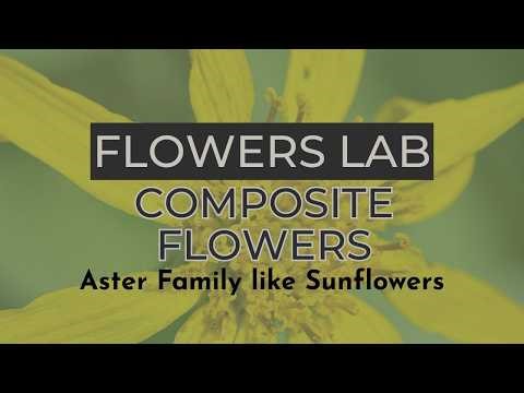 Flowers Lab: Composite Flowers