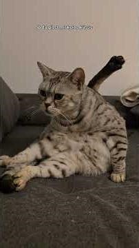 katze kann apportieren?!