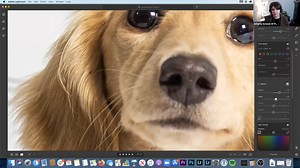 Editing Pet Photography in Lightroom