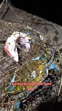 my blue crab 2 pot setup #fishing #bluecrab #setup