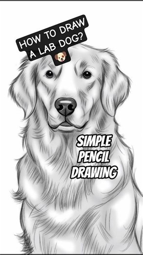 How to draw Lab 🐶? | Simple pencil drawing #howtodraw #easydrawing #dog