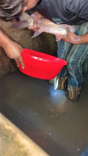 Bhutani Small Rohi Fish Breeding Process#shorts #fishing