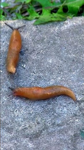 Banana Slugs are STICKY 💦 Animal Fact Files #facts #animals #wildlife