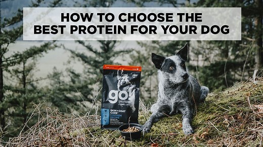45K views · 23 reactions | Let’s get ready to talk all things protein. What is protein and why do dog’s need it? Watch as Victoria, member of the GO! SOLUTIONS team, covers everything you need to know about how to choose the best protein for your dog. | Go Solutions Pet Food | Facebook