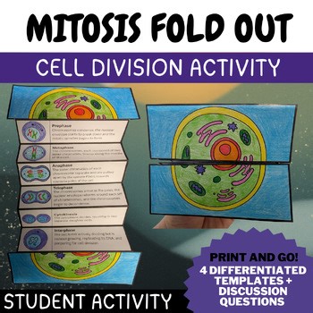 Mitosis Cell Division Fold-Out| Biology Middle & High School