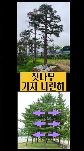 소나무 잣나무 구별하는 가장쉬운 방법