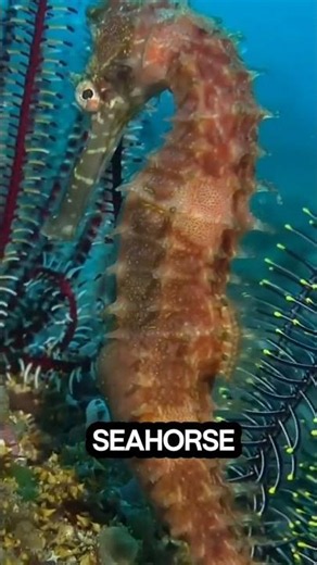 Unique Facts About Seahorses#animals #ultimatefacts #utfacts
