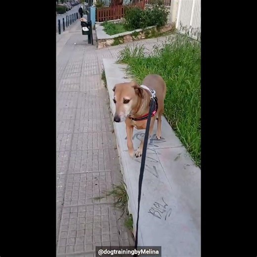 Πως είναι η δικιά σας καθημερινότητα? #dogtraining #dogbehavior #εκπαιδευση_σκυλων #σκύλος #κουτάβι