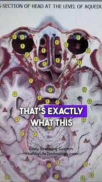 Reviewing Body Scan Results After Correction Frequencies The Future of Wellness