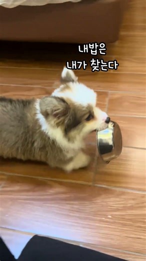 내밥내찾 내밥은 내가 찾는다는 뜻 #강아지