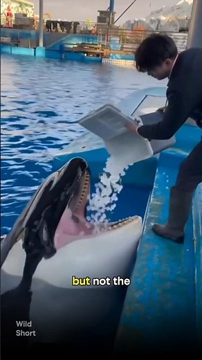 This Orca Is Drinking... by Eating Ice #orca #wildlife #nature
