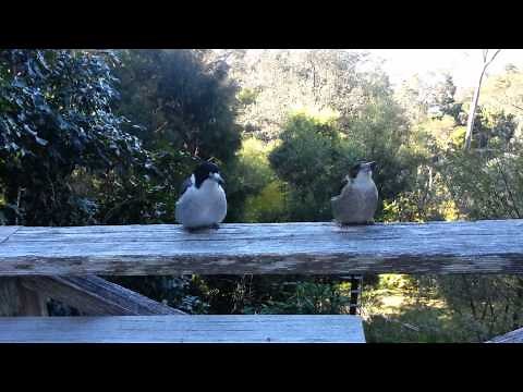 Butcherbird trio singing and calling